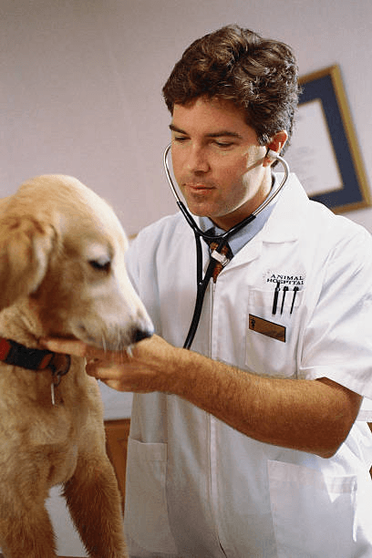Veterinary professionals using digital tools