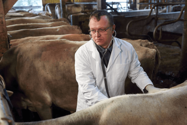 Optimizing Livestock Health Management with Digital Records