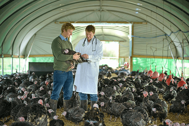 Proactive Poultry Flock Health Monitoring Strategies