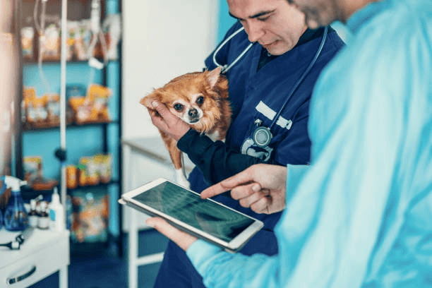 The Role of AI-Assisted Decision Support in Veterinary Care