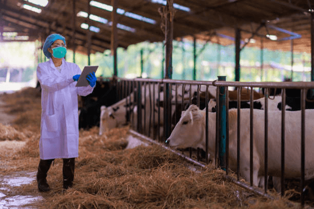 Inside VetAI: A Unified Platform for Animal Health Management